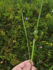 Scorzonera purpurea