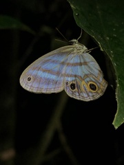 Chloreuptychia hewitsonii