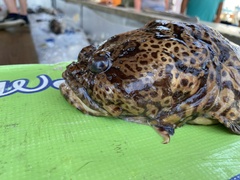 Opsanus pardus