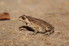Duttaphrynus scaber