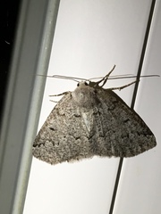 Sabulodes packardata