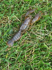 Lacunicambarus thomai