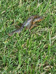 Lacunicambarus thomai