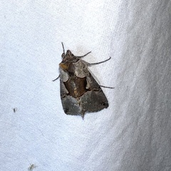 Autographa ampla
