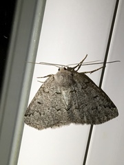 Sabulodes packardata