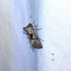 Autographa ampla