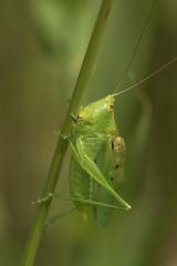 Orchelimum gladiator