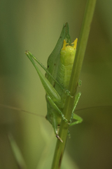 Orchelimum gladiator