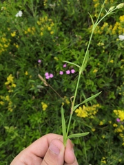Dianthus borbasii