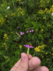 Dianthus borbasii