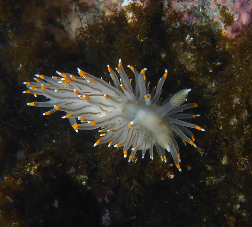 White-and-orange-tipped Nudibranch
