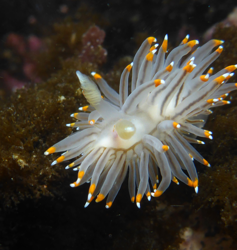 White-and-orange-tipped Nudibranch