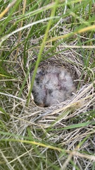 Calcarius ornatus