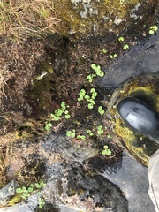 Alchemilla glomerulans