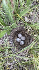 Calcarius ornatus