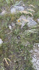 Calcarius ornatus