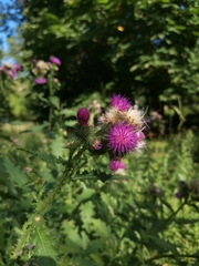 Carduus crispus