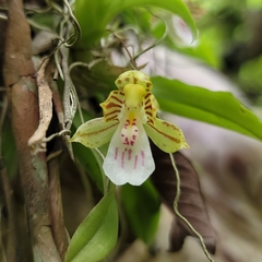 Leochilus crocodiliceps