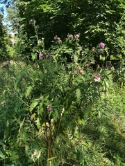 Carduus crispus
