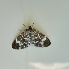 Trichodezia californiata