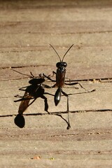Eremnophila aureonotata