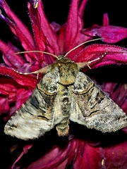 Abrostola tripartita