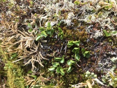 Salix herbacea