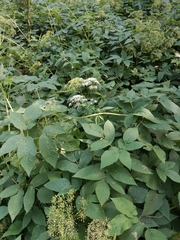 Aegopodium podagraria