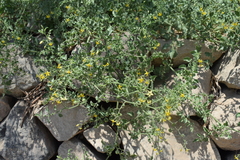Solanum pimpinellifolium