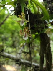Leochilus crocodiliceps