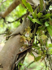 Leochilus crocodiliceps