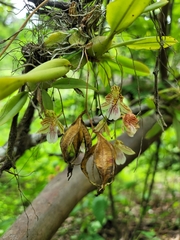 Leochilus crocodiliceps