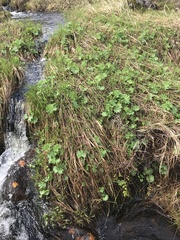 Alchemilla glomerulans