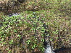 Alchemilla glomerulans