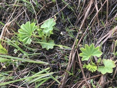 Alchemilla glomerulans