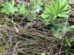 Alchemilla glomerulans