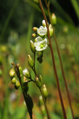 Drosera anglica
