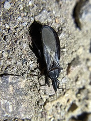 Triatoma protracta