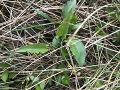 Solidago macrophylla