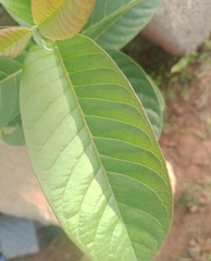 Psidium