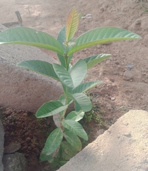 Psidium