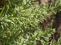 Juniperus occidentalis