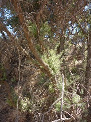 Juniperus occidentalis