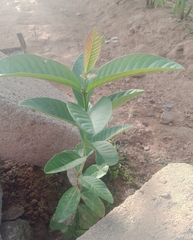 Psidium