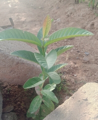 Psidium