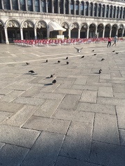 Columba livia domestica