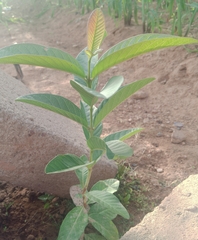 Psidium