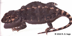 Diplolaemus leopardinus
