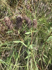 Trifolium rubens