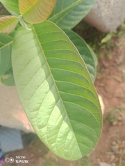 Psidium